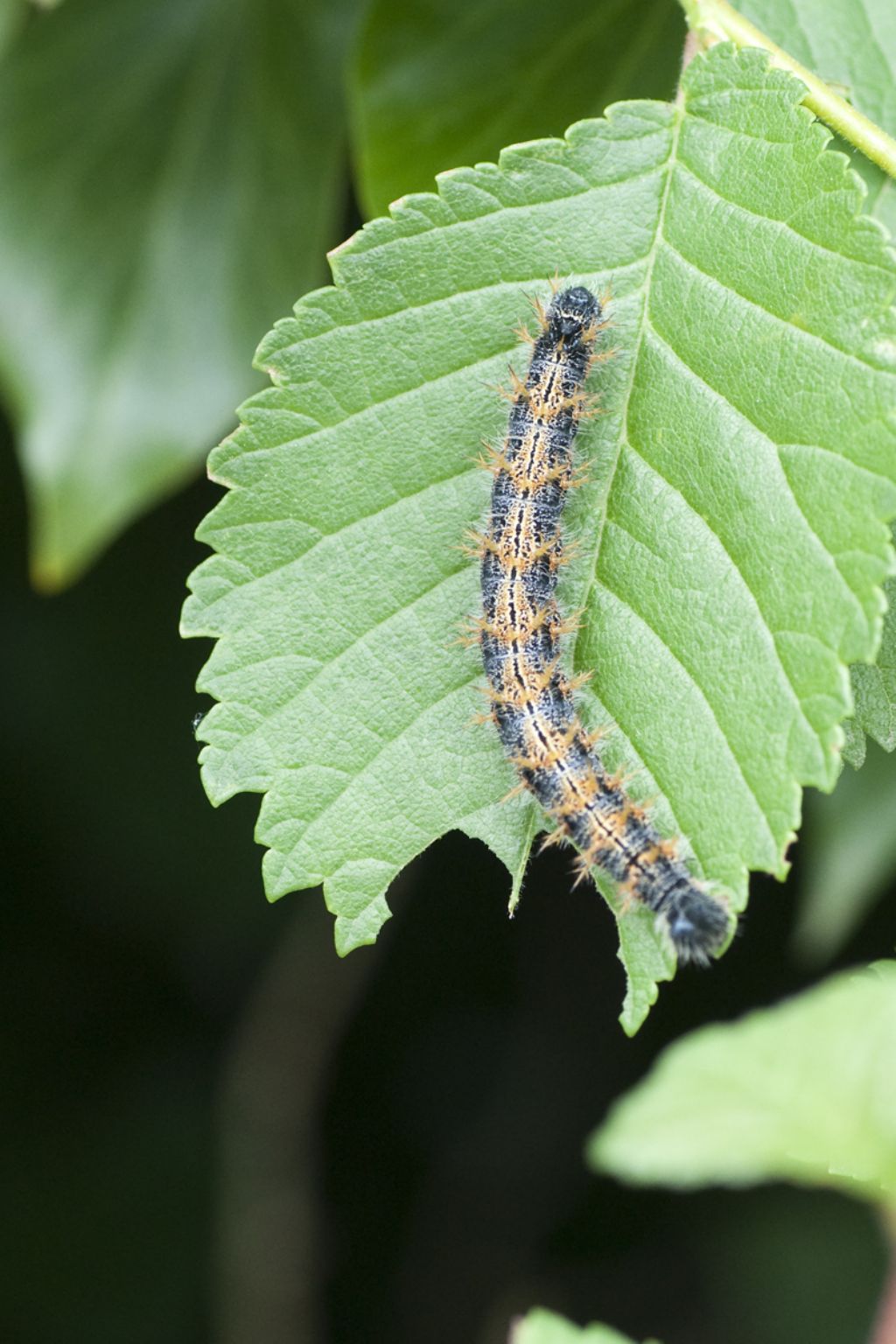 Bruchi Nymphalis polychloros